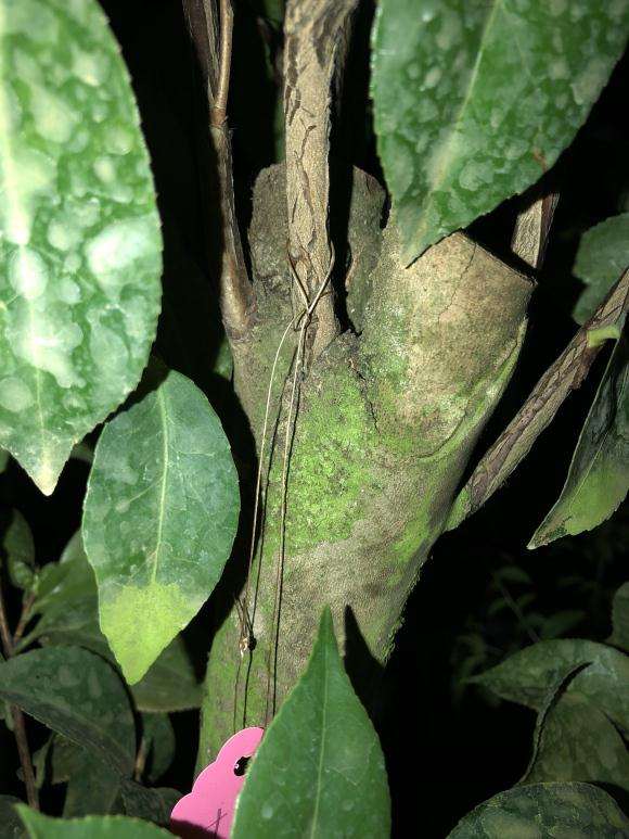 这棵茶花下山桩是不是嫁接的