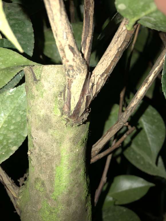 这棵茶花下山桩是不是嫁接的