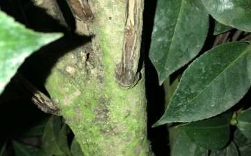 这棵茶花下山桩是不是嫁接的 图片