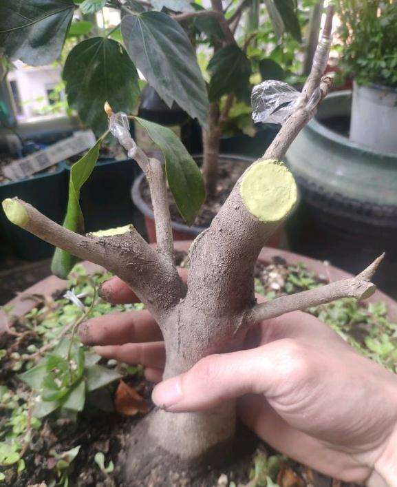 茶花下山桩这么重剪 是不是快被剪死了