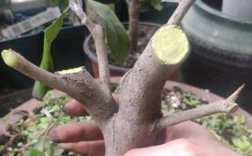 茶花下山桩这么重剪 是不是快被剪死了