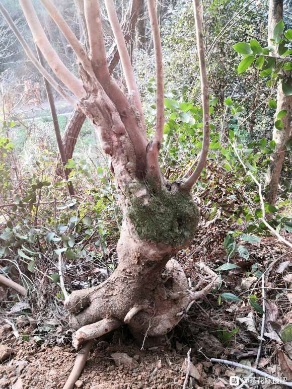 油茶下山桩怎么种 提高成活率