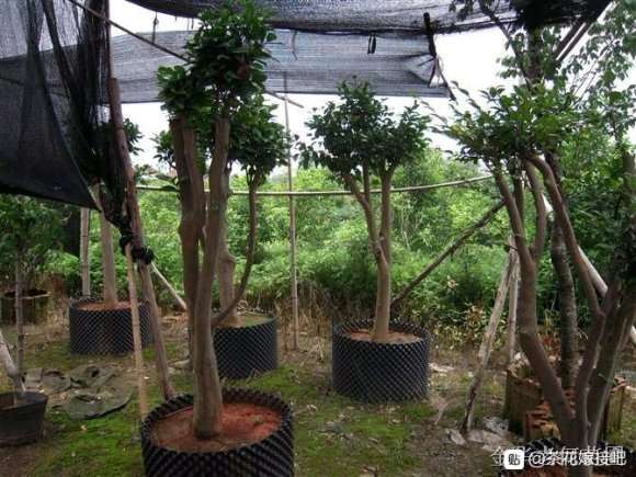 油茶下山桩怎么种 提高成活率