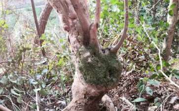 油茶下山桩怎么种 提高成活率 图片