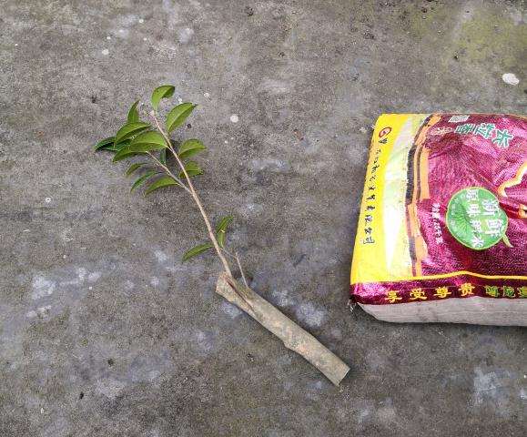 宫粉茶花下山桩不缠膜吗