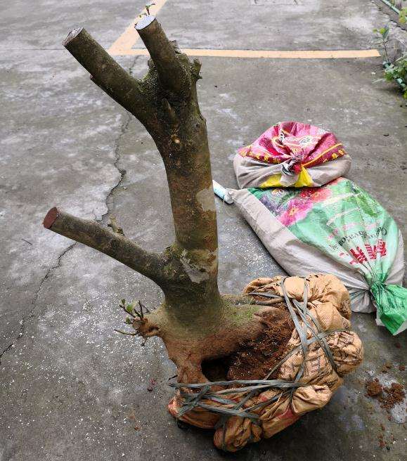 宫粉茶花下山桩不缠膜吗