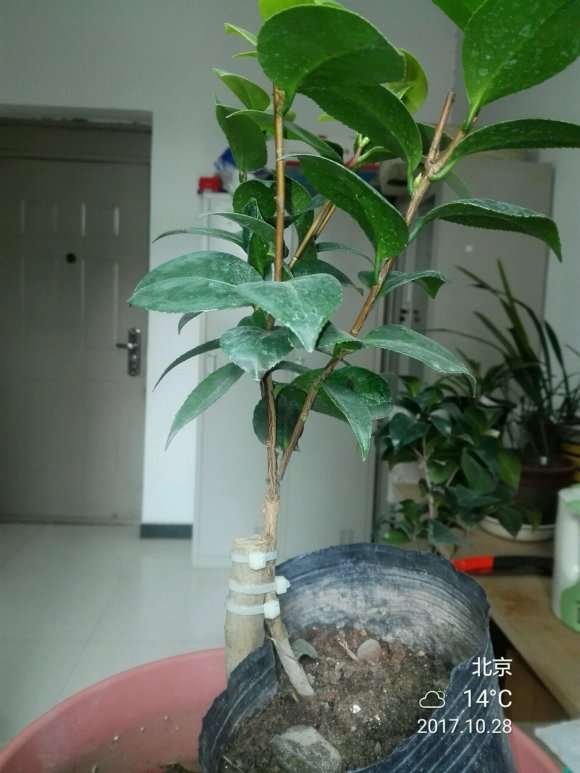 为什么靠接茶花下山桩有成功