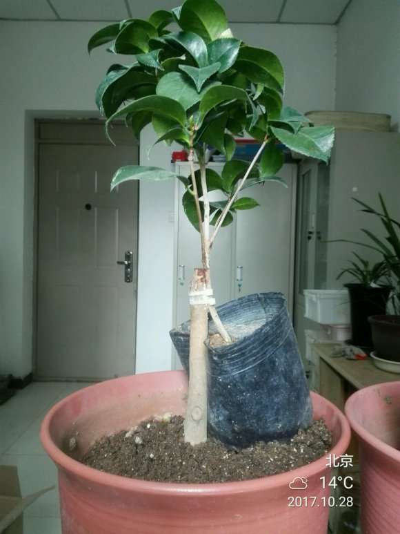 为什么靠接茶花下山桩有成功