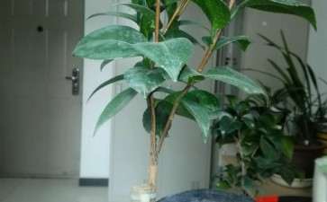 为什么靠接茶花下山桩有成功 有失败