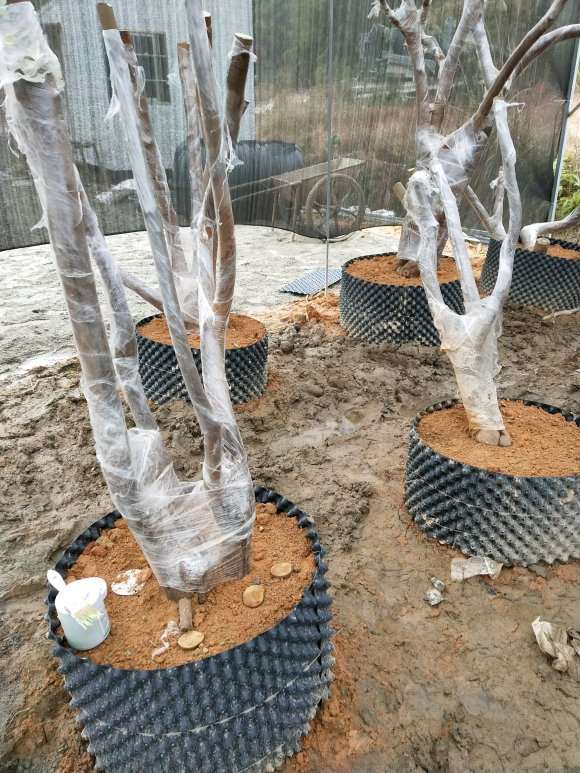 油茶下山桩老桩移植要抹愈合剂吗