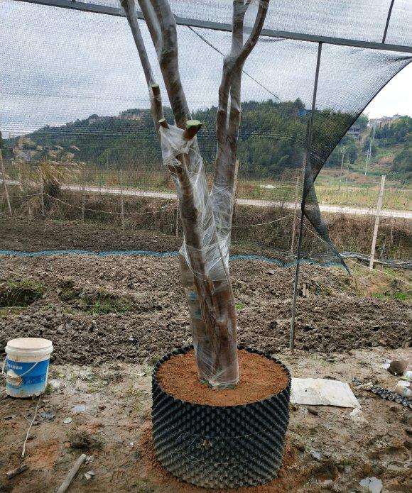 油茶下山桩老桩移植要抹愈合剂吗