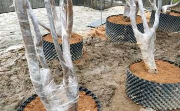 油茶下山桩老桩移植要抹愈合剂吗