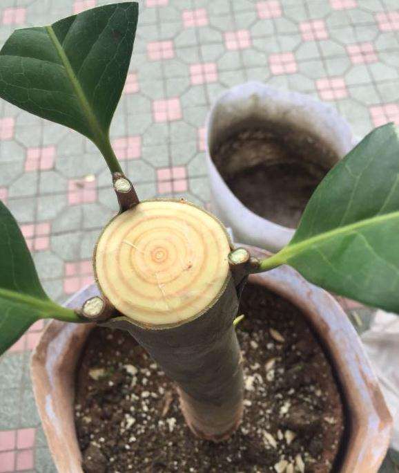 今年五一嫁接的茶花下山桩 终于活了