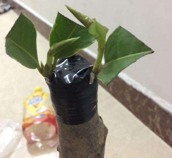 今年五一嫁接的茶花下山桩 终于活了