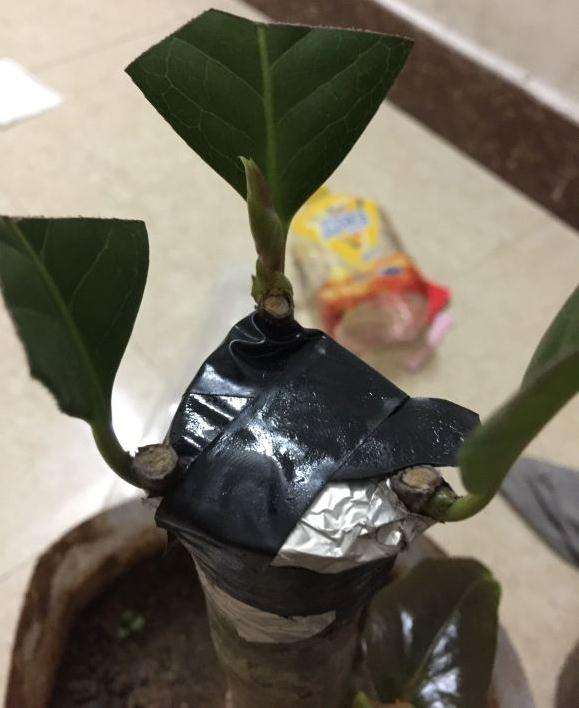 今年五一嫁接的茶花下山桩 终于活了