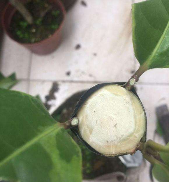 今年五一嫁接的茶花下山桩 终于活了