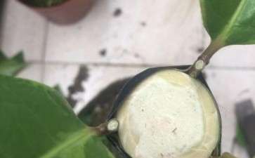 今年五一嫁接的茶花下山桩 终于活了