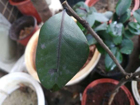 茶花下山桩枯枝病好厉害 怎么办