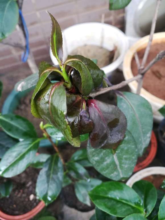 茶花下山桩枯枝病好厉害 怎么办