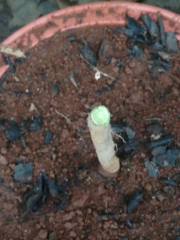 茶花下山桩枯枝病好厉害 怎么办