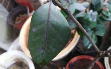 茶花下山桩枯枝病好厉害 怎么办 图片