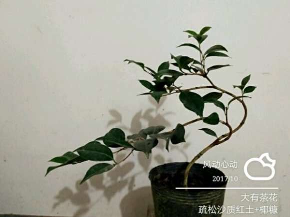 从下山桩开始做茶花盆景 怎么样