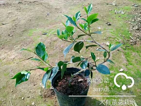 从下山桩开始做茶花盆景 怎么样