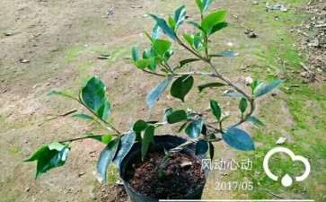 从下山桩开始做茶花盆景 可以吗 图片