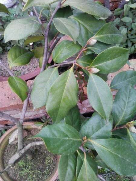 茶花下山桩怎么翻盆换土的方法 图片