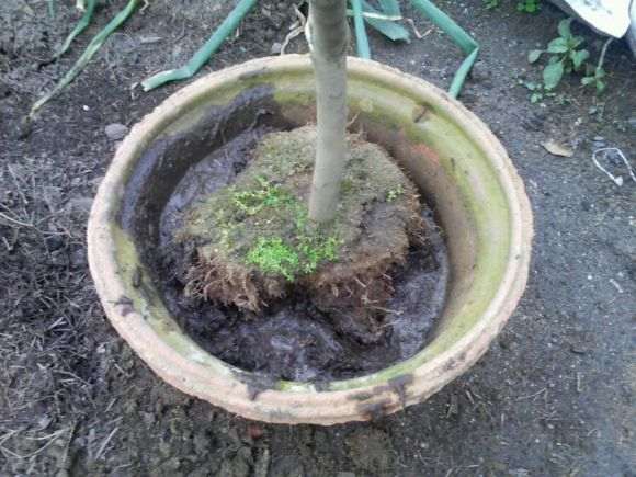 茶花下山桩怎么翻盆换土的方法 图片