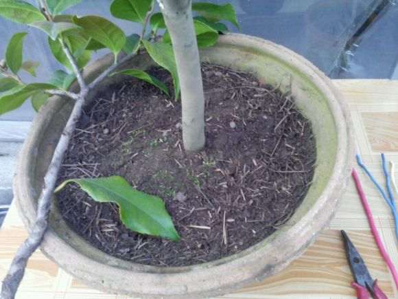 茶花下山桩怎么翻盆换土的方法 图片