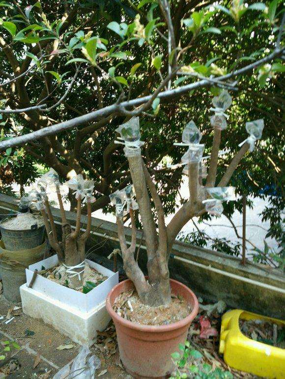 茶花下山桩嫁接 希望以后枝枝都能成活