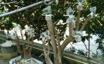 茶花下山桩嫁接 希望以后枝枝都能成活