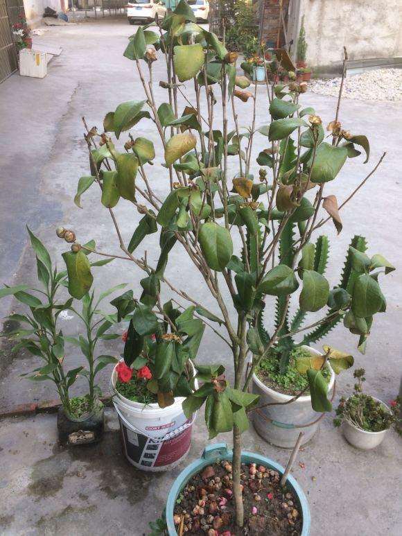 为什么茶花下山桩突然枯叶