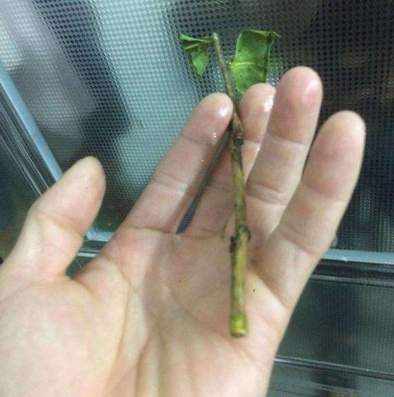 为什么茶花下山桩突然枯叶