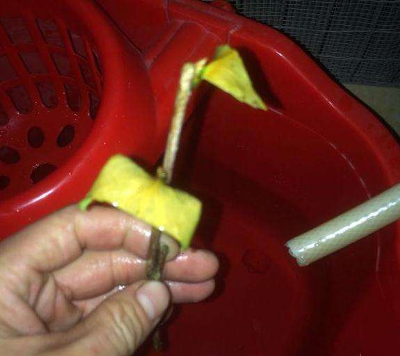 为什么茶花下山桩突然枯叶