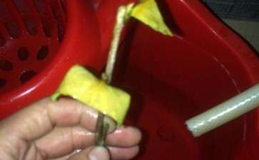 为什么茶花下山桩突然枯叶 怎么办 图片