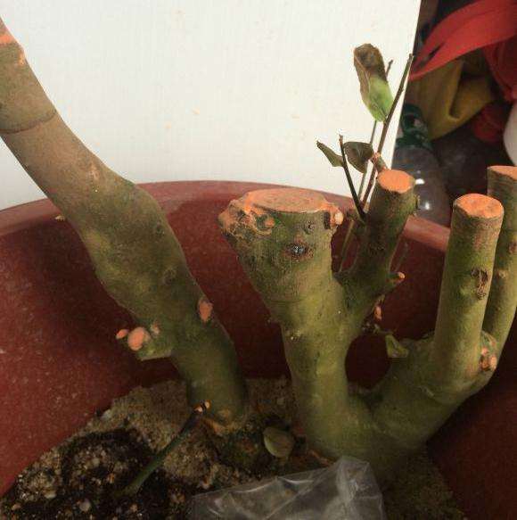 油茶桩下山桩3个月才发芽 怎么办