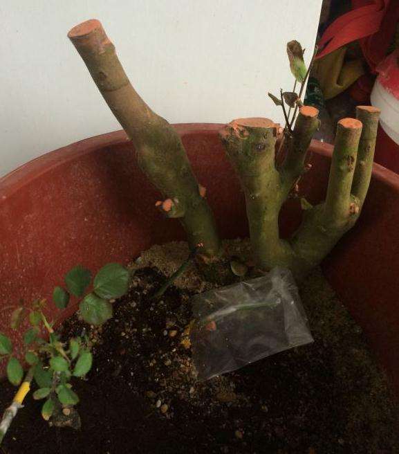 油茶桩下山桩3个月才发芽 怎么办