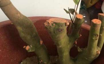 油茶桩下山桩3个月才发芽 怎么办