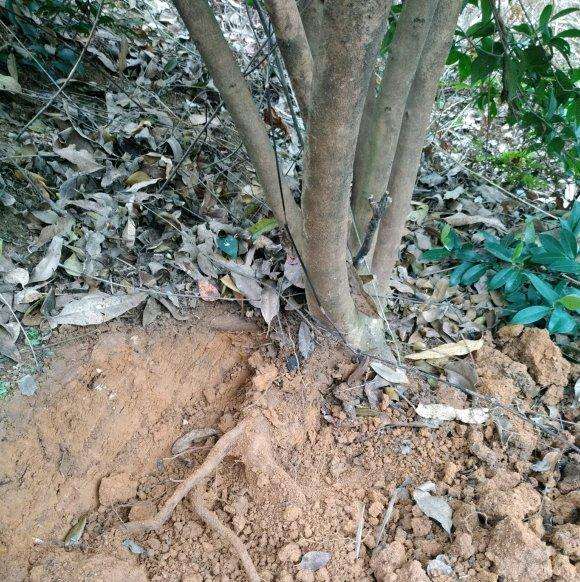 怎么挖茶花下山桩的2个方法