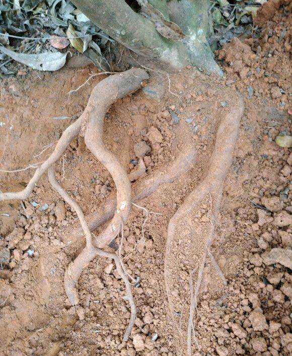 怎么挖茶花下山桩的2个方法