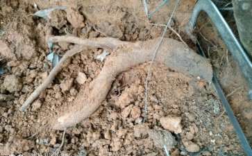 怎么挖茶花下山桩的2个方法 图片