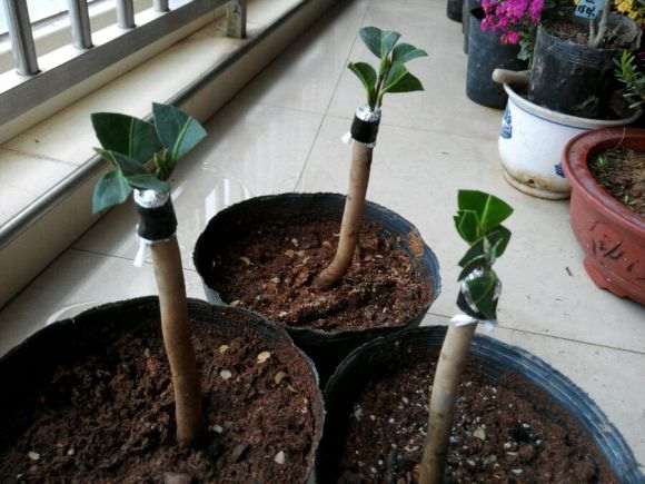 继续嫁接茶花小下山桩 5元一棵