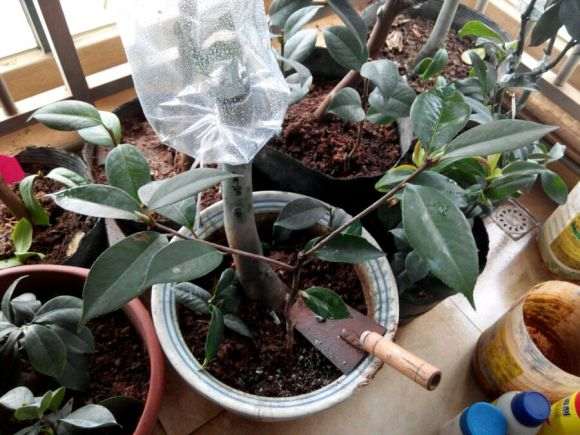 继续嫁接茶花小下山桩 5元一棵
