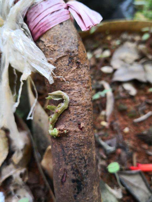 连蕊茶下山桩没种活 怎么办 图片