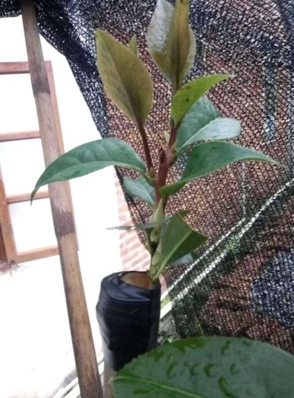 该对茶花下山桩狠下杀手打顶吗