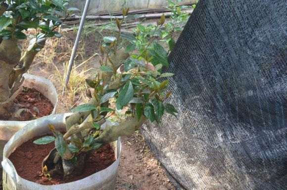 今年搞了几个耐冬下山桩