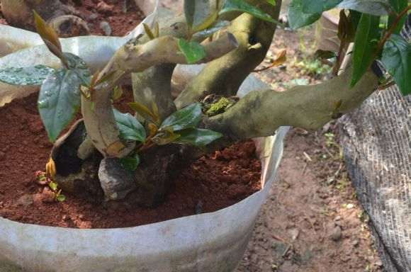 今年搞了几个耐冬下山桩