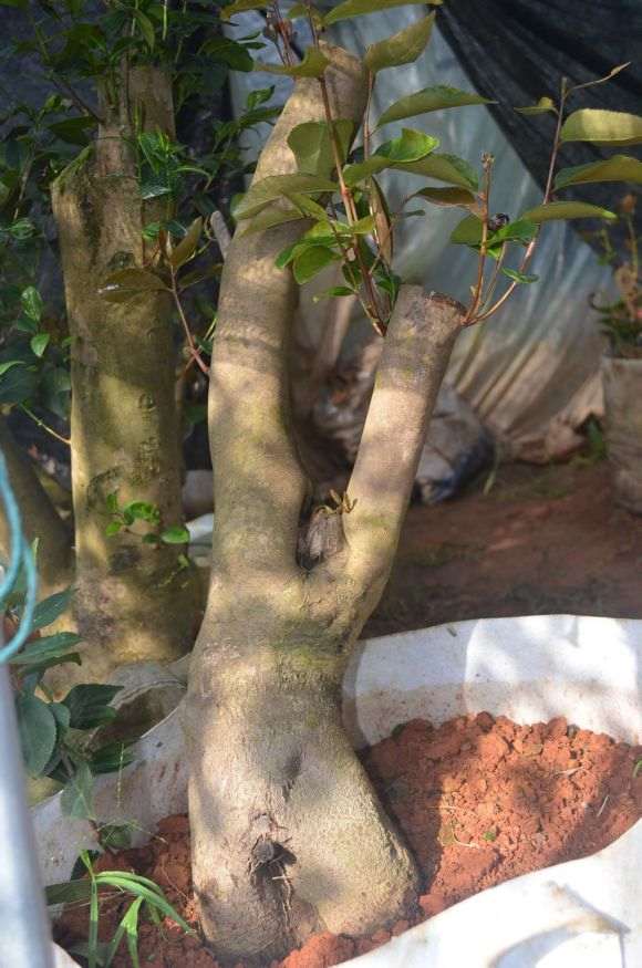 今年搞了几个耐冬下山桩